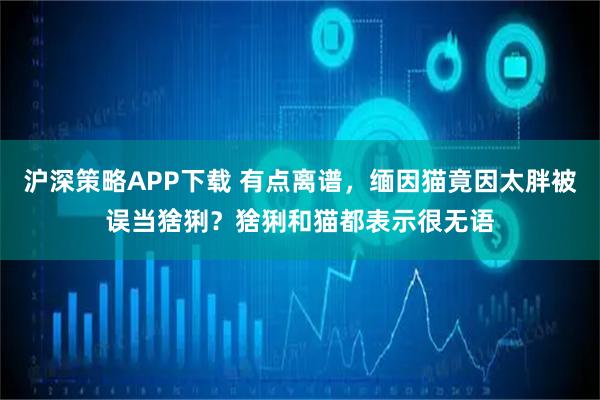 沪深策略APP下载 有点离谱，缅因猫竟因太胖被误当猞猁？猞猁和猫都表示很无语