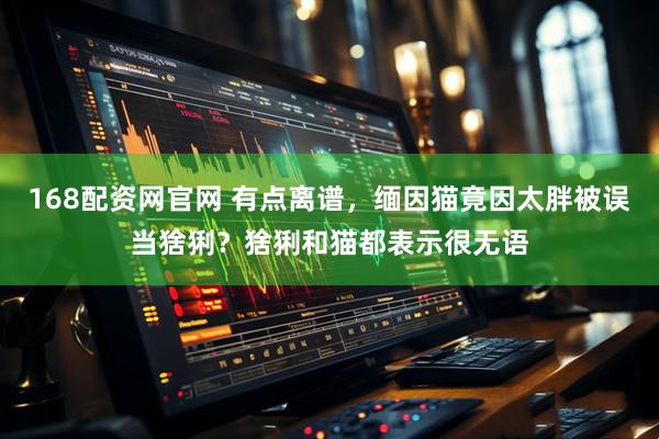 168配资网官网 有点离谱，缅因猫竟因太胖被误当猞猁？猞猁和猫都表示很无语