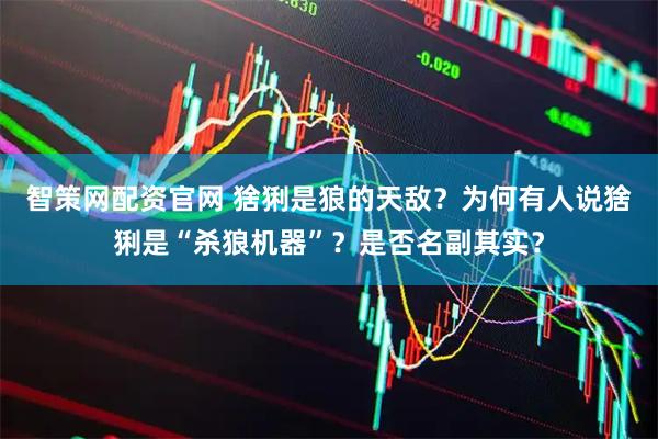 智策网配资官网 猞猁是狼的天敌？为何有人说猞猁是“杀狼机器”？是否名副其实？