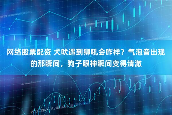 网络股票配资 犬吠遇到狮吼会咋样？气泡音出现的那瞬间，狗子眼神瞬间变得清澈