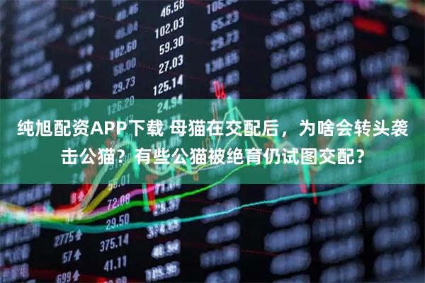 纯旭配资APP下载 母猫在交配后，为啥会转头袭击公猫？有些公猫被绝育仍试图交配？