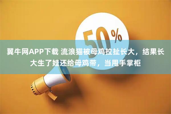 翼牛网APP下载 流浪猫被母鸡拉扯长大，结果长大生了娃还给母鸡带，当甩手掌柜