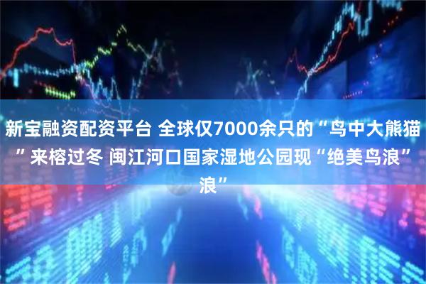 新宝融资配资平台 全球仅7000余只的“鸟中大熊猫”来榕过冬 闽江河口国家湿地公园现“绝美鸟浪”