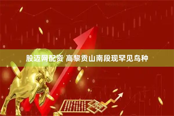 股迈网配资 高黎贡山南段现罕见鸟种