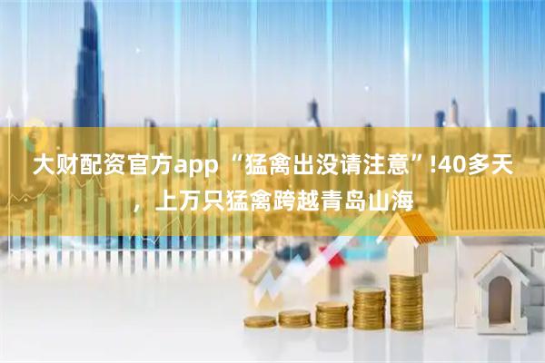 大财配资官方app “猛禽出没请注意”!40多天，上万只猛禽跨越青岛山海